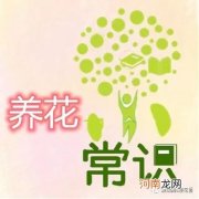 养花常识：秋天养茉莉花，养壮是关键，三件事别做错