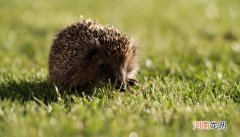 刺猬的刺有哪些作用