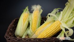 玉米几月份成熟
