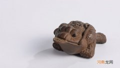 蟾蜍是什么东西