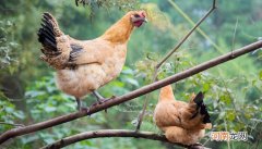 落日西归打一动物