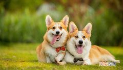 狗属于啮齿类动物吗