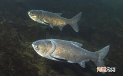 钓鲢鳙，白条总是闹窝怎么办？我是这样处理的