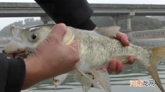 入伏后钓鲢鳙，总是调不好漂，怎么办