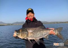 钓鲢鳙为什么老是锚鱼？我来告诉你真相