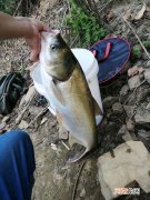 夏季手竿钓鲢鳙攻略，个头大遛鱼刺激