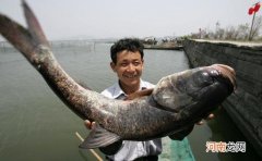 这套鲢鳙钓法，心情不好时，就用这种钓法去过瘾