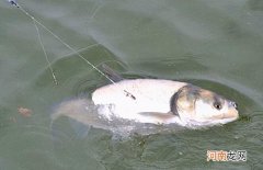 手竿底钓鲢鳙，这样做连杆中鲢鱼，就像拉白条一样
