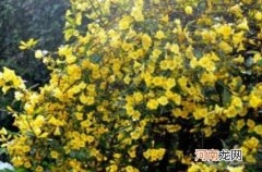 法国香水茉莉的养殖方法和注意事项