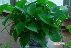 绿萝怎么养才能更旺盛