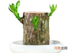 巴西木的药用价值 巴西木摆放禁忌