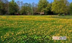 蒲公英的花语与寓意是什么