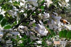 狼牙花的功效与作用