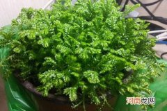 翠云草的功效与作用 翠云草的禁忌