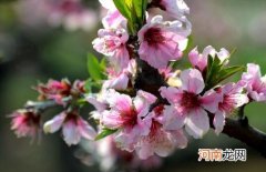 桃花的功效与作用 桃花的禁忌