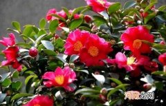 茶梅的养殖方法和修剪技巧