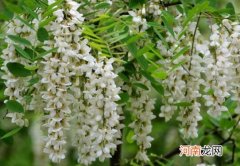 洋槐花的功效与禁忌