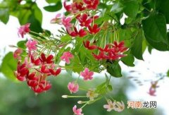 使君子怎么修剪 使君子怎么摘心