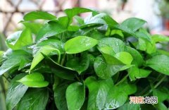 绿萝叶子发黄怎样救治 如何让绿萝叶子变油绿