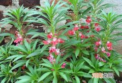 凤仙花的功效与作用 凤仙花的药用价值