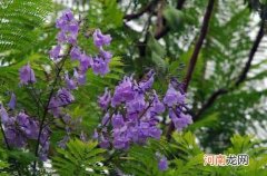 南洋楹和凤凰木的区别