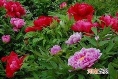 紫芍药花的功效与作用