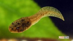 小蝌蚪吃什么食物