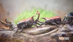 独角仙是国家保护动物吗