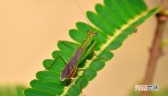 螳螂喜欢吃什么