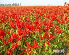 自然界中生长的红辣椒为什么那么辣
