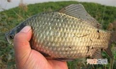 仲秋钓鲫鱼，要用这两种钓法