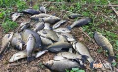 过了白露，鲫鱼应该这样钓