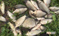 秋钓大鲫鱼：长竿短线七星漂，钓水草、钓背阴