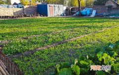 如何改良菜地土壤