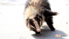 猪獾是保护动物吗