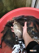 秋季钓大鲫鱼攻略，找准它们活跃的地方