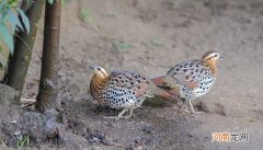野生竹鸡是几级保护动物