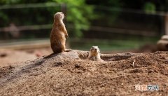 地鼠是什么动物