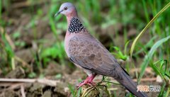珠颈斑鸠是保护动物吗