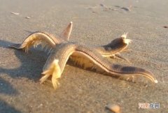 海星是怎么走路的