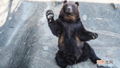 黑熊是国家几级保护动物