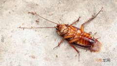 蟑螂的生长周期