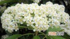 为什么很多大学都种植了石楠花？