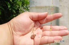 春天对付大板鲫，唯独这饵料用法才最靠谱