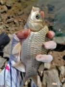 蚯蚓个作钓，钓半水调漂法！及垂钓方法