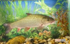 鱼口轻时不好钓？那也要看线组如何搭配，如何调漂