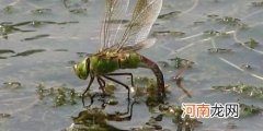 蜻蜓点水的目的是什么？