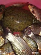 野钓可以同时兼钓多种鱼，但要注意组合