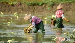 立夏之后，正适合野钓鲤鱼