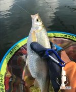 野钓白条技巧：抓住6个重点，你也能变成高手